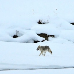 Scampering coyote.../
		    
