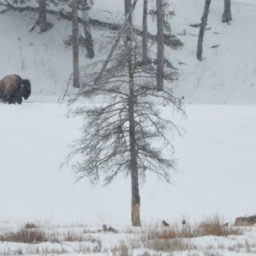 The bison and the wolf (on the right bottom side)/
		    
