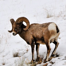 Same Big Horn Sheep as the day before/
		    