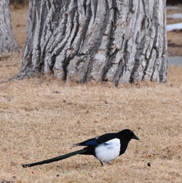 A cat-sized magpie /
		    