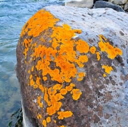 Lichen on the rocks/
		    