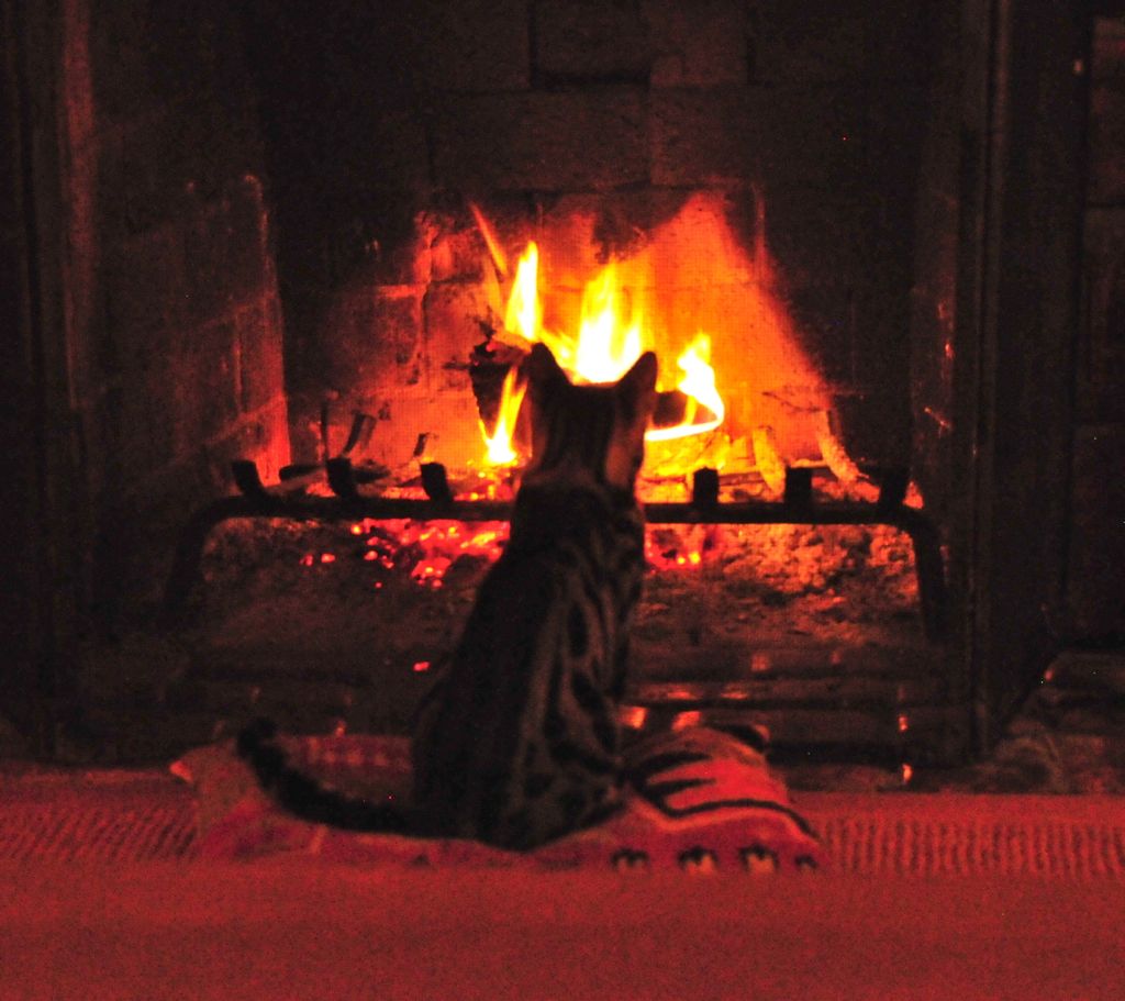 Cookie Monster's first introduction to fire... he is mesmerized!/