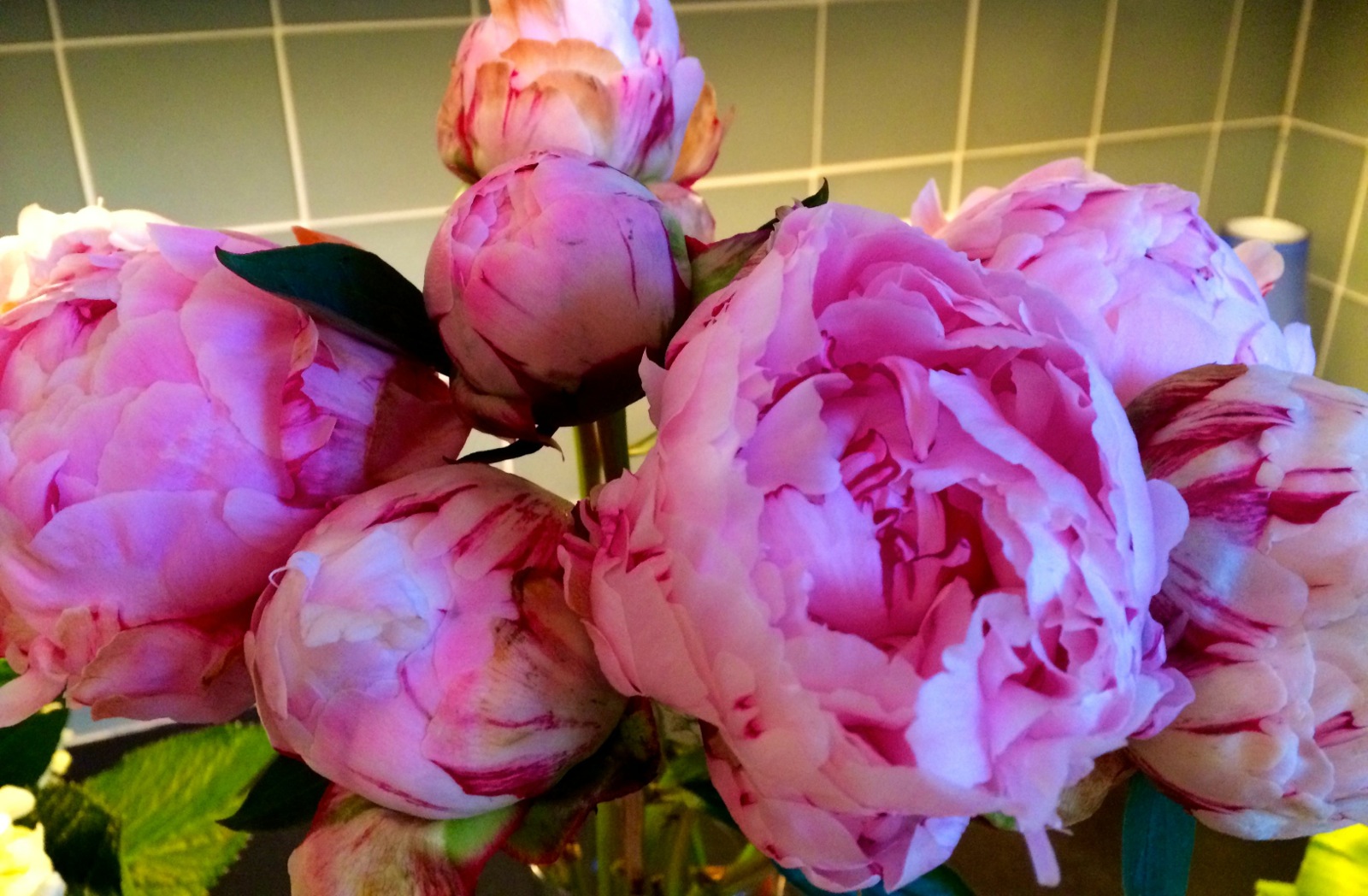 Peony Roses... mom, these are for you!/
