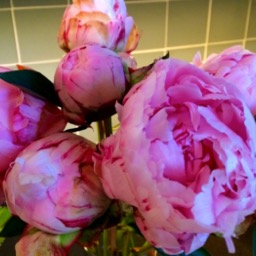 Peony Roses... mom, these are for you!/
		    