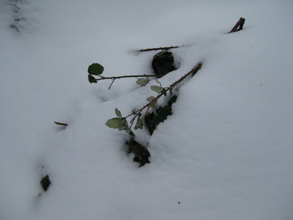 Blackberries survive anything/