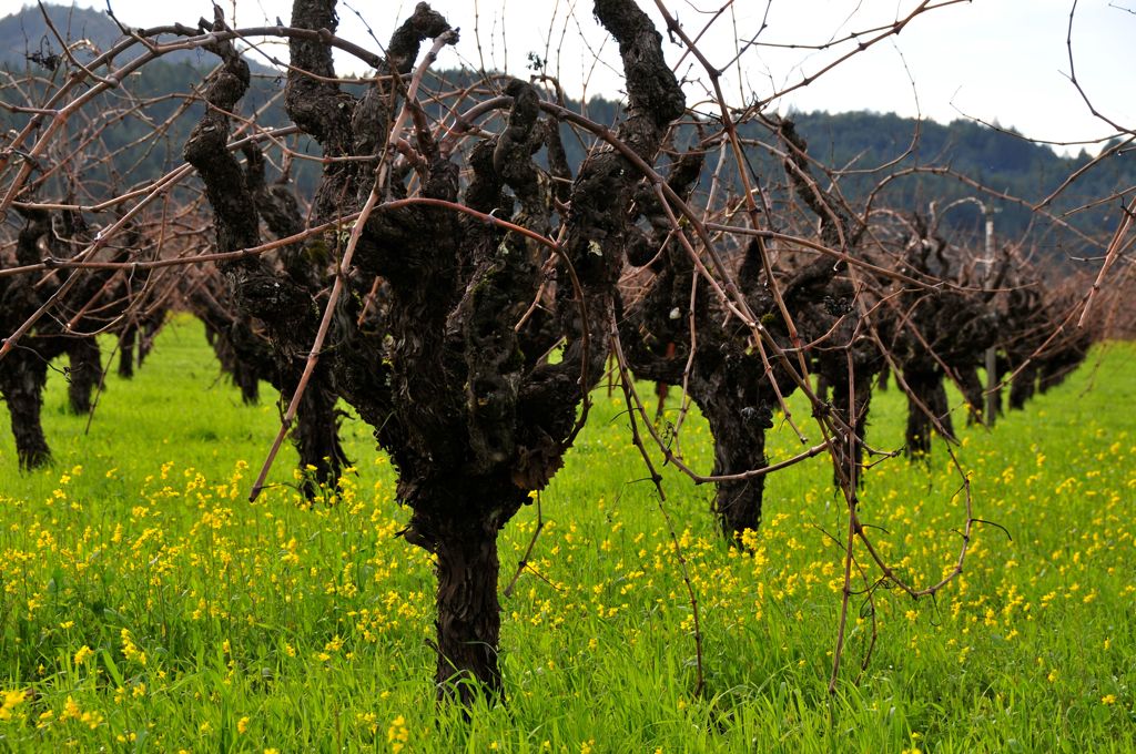 Dry-farmed un-trellised vines/