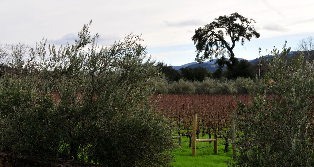 Olives, grapes and an oak! All our favorite things!/