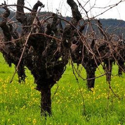 Dry-farmed un-trellised vines/
		    