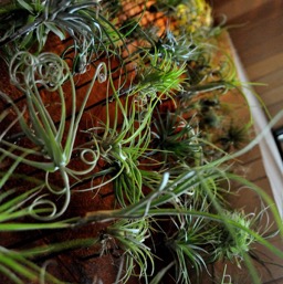 Air plant wall in the lobby/
		    