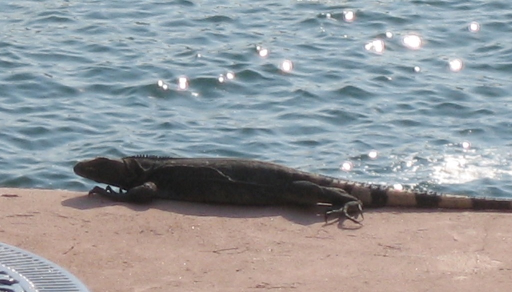 Armado... he liked our veranda's wall/